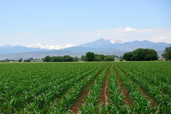 Survey provides insight  into on-farm challenges & decision-making