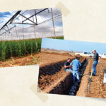 Straight from the field