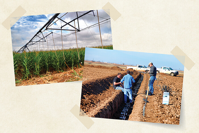 Straight from the field