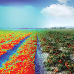 Looking into the future