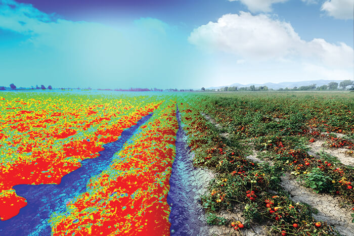 Looking into the future