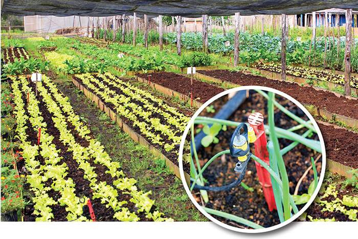 Mini-sprinklers irrigate onions and other produce on a raised bed under shade cloth in Cuba.